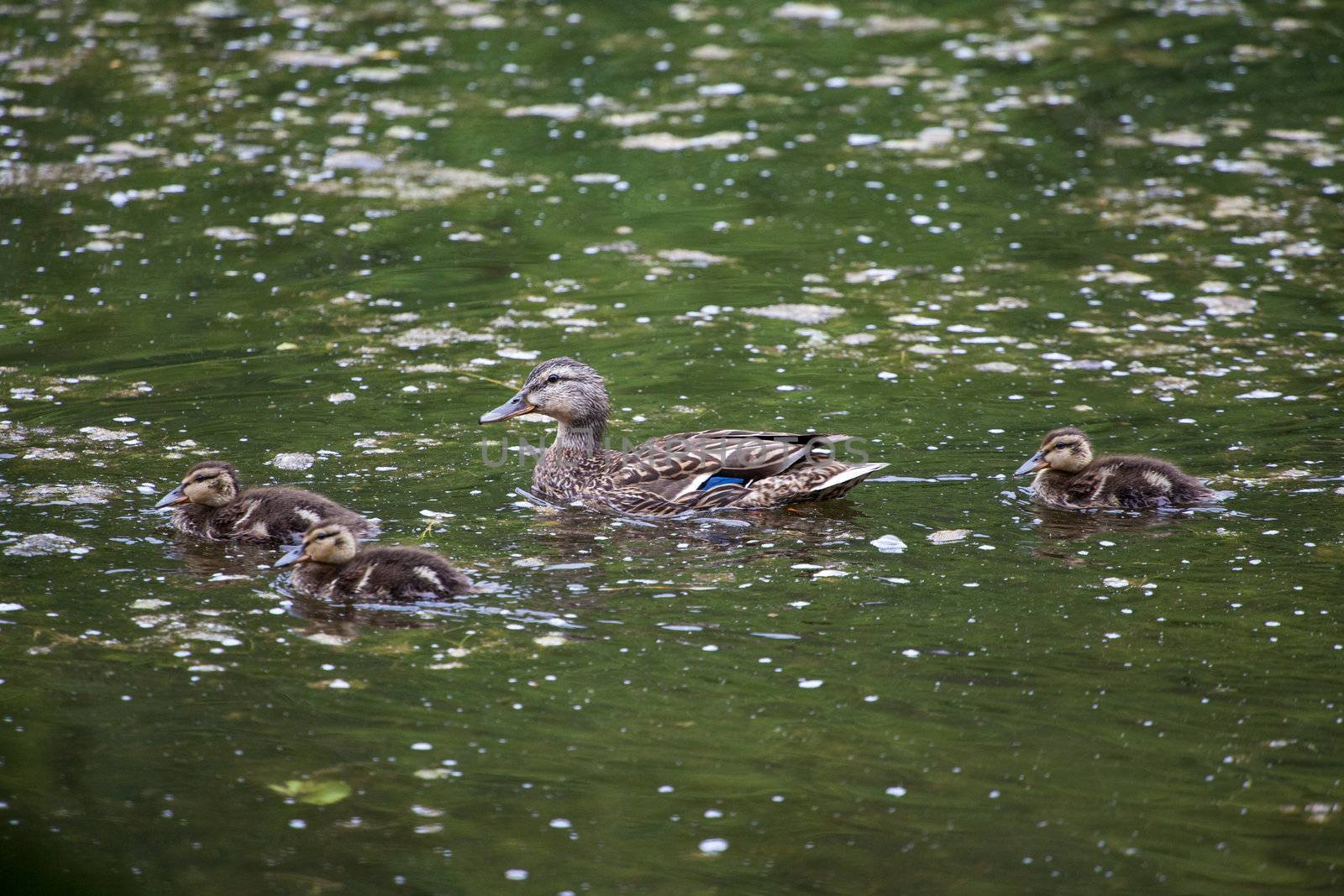 Female mallard guides her chicks in a lake