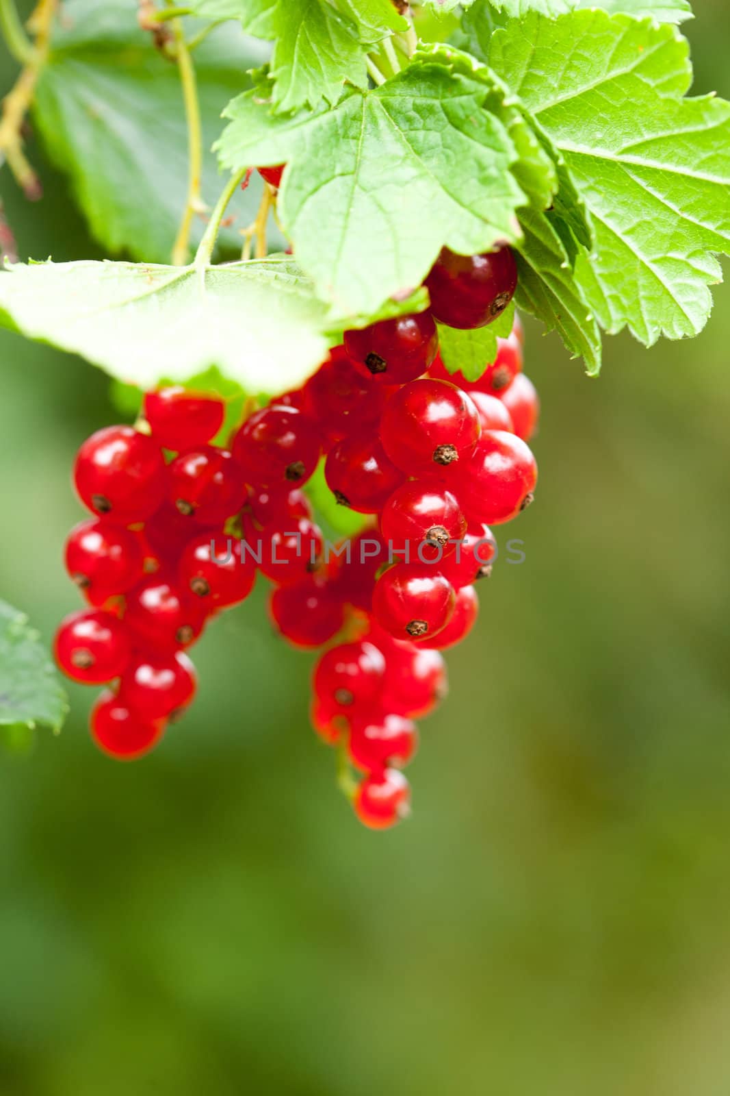 Ripe red currants