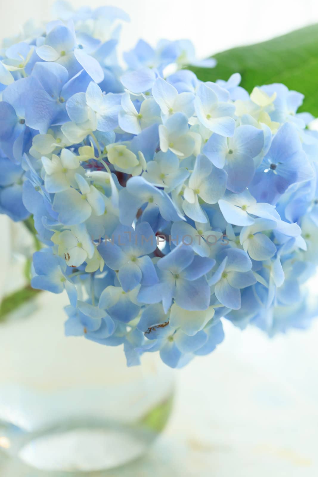 blue flower in vase