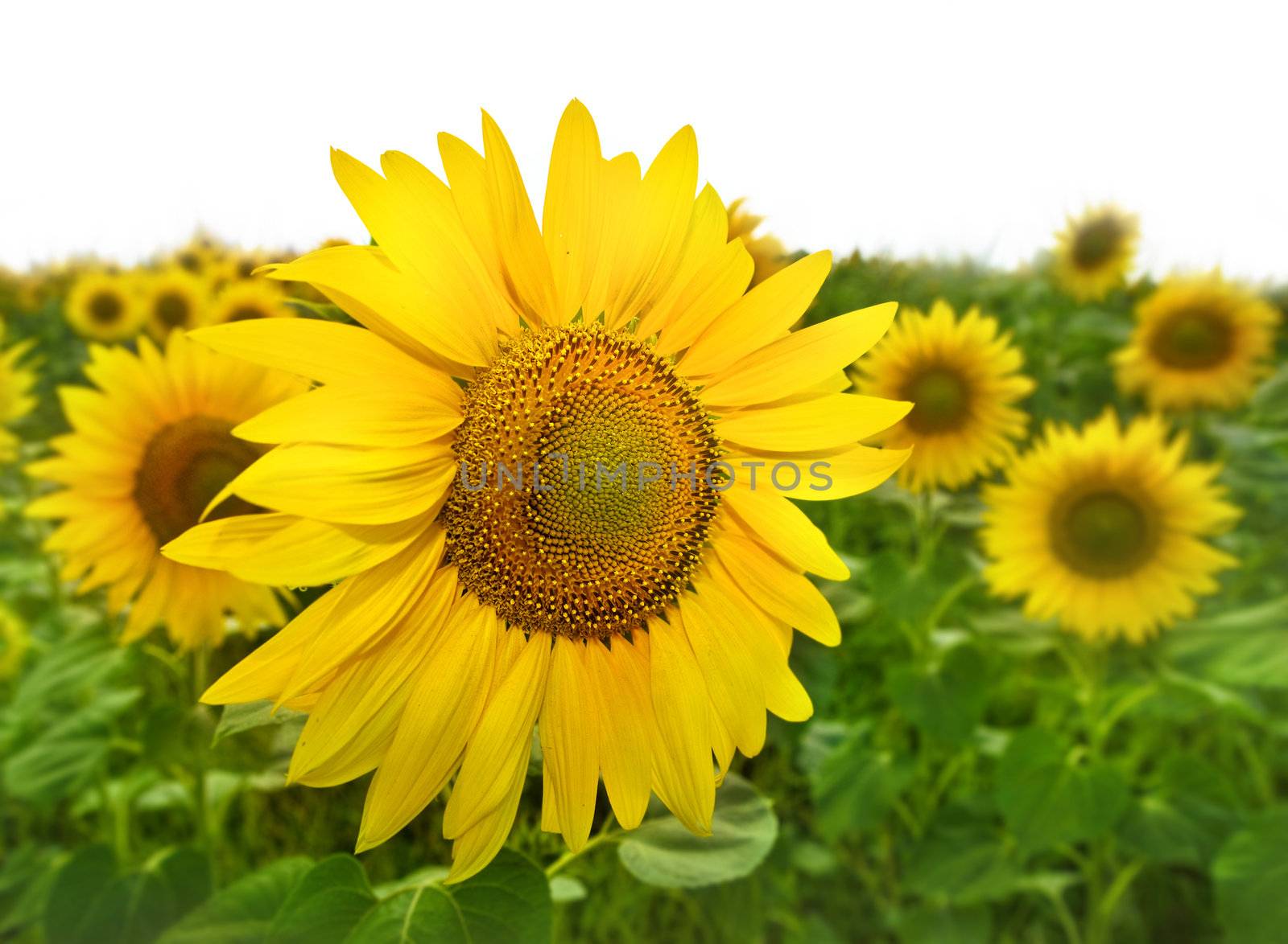 yellow sunflowers by ssuaphoto