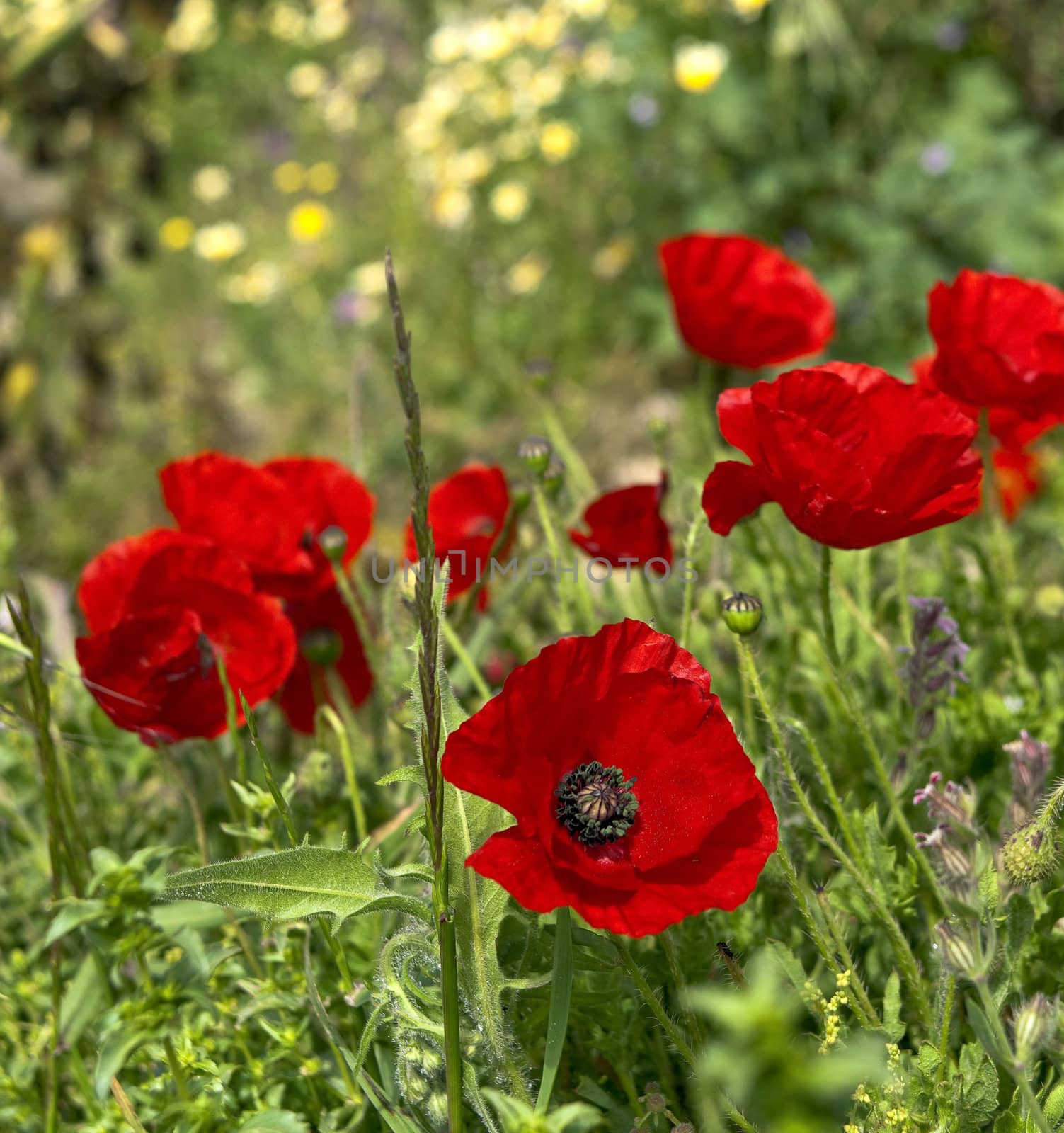 Red poppy flowers among green grass in Spring