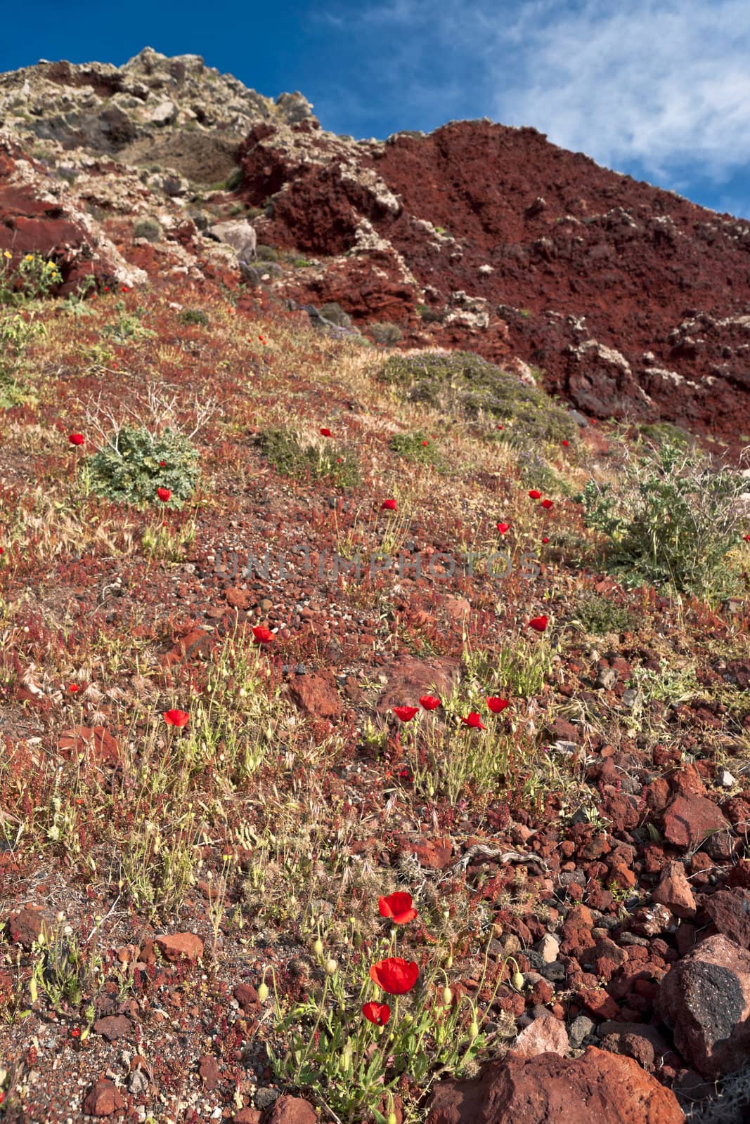 Mountain poppies growing on the red stony soil of volcanic rock in Santorini island 