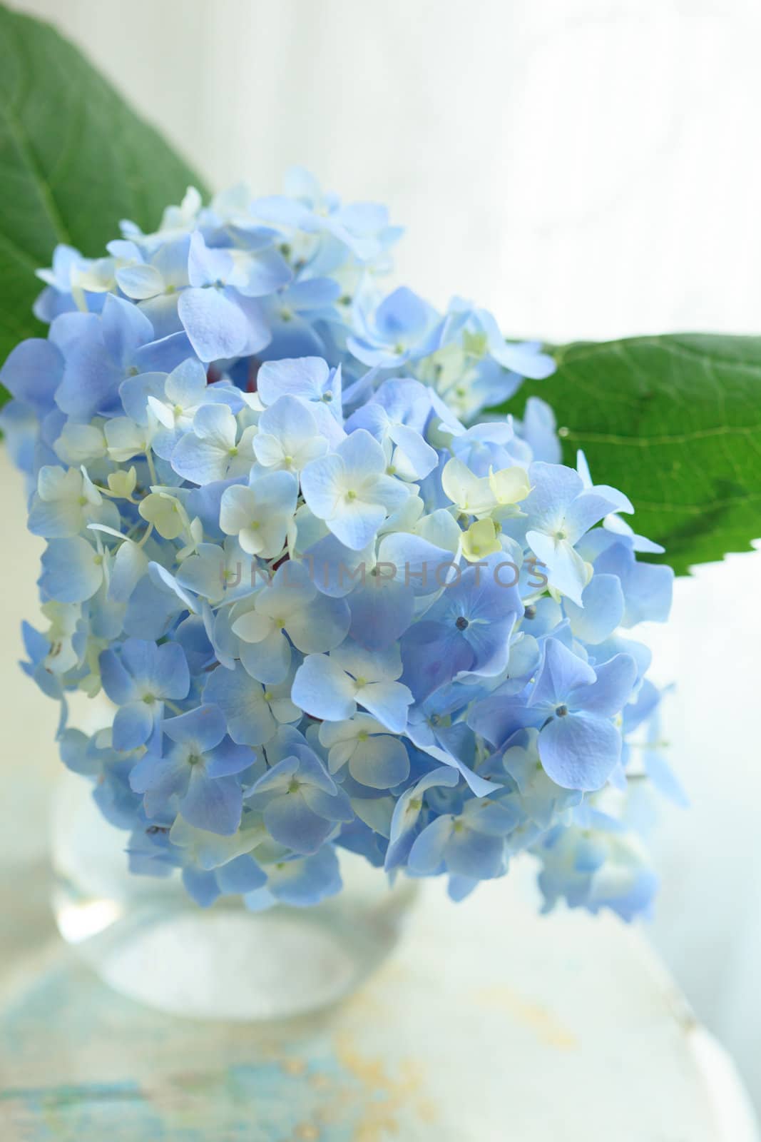 blue flower in vase by shebeko