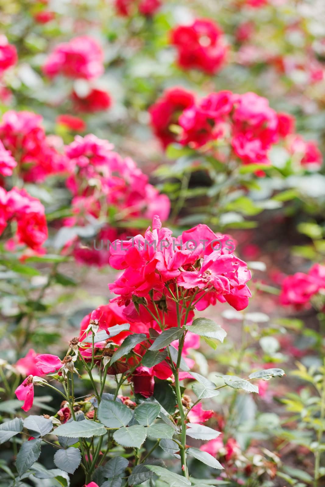 red roses in the garden