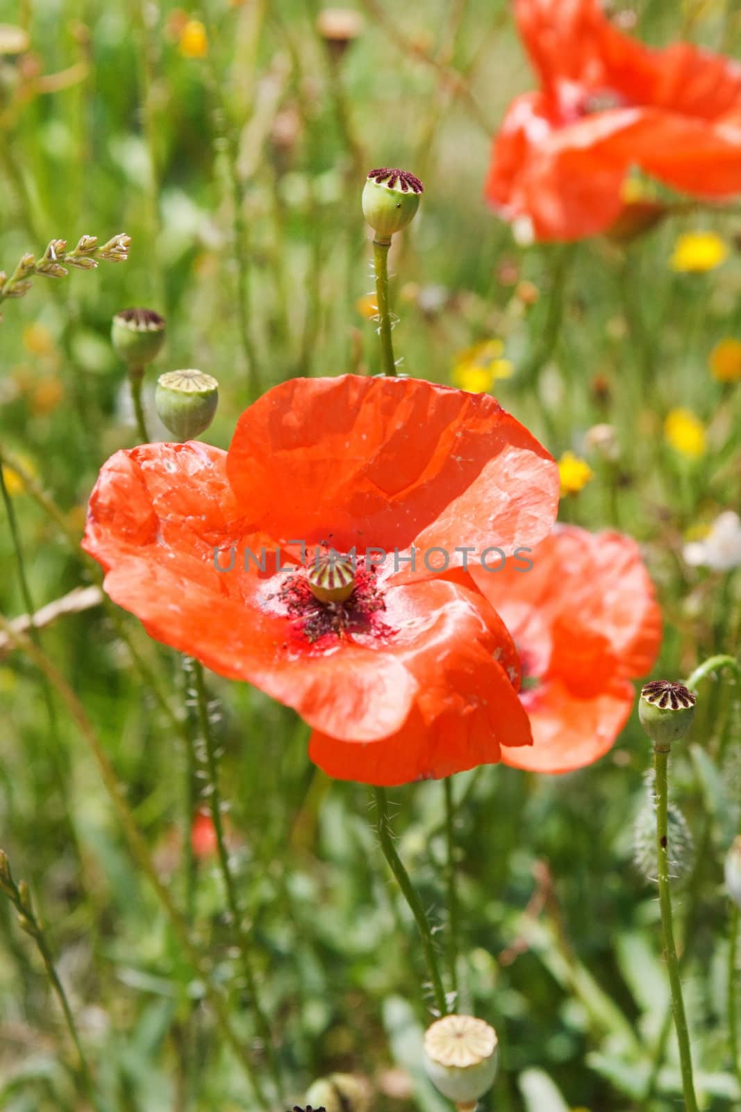 red poppy flowers  by shebeko