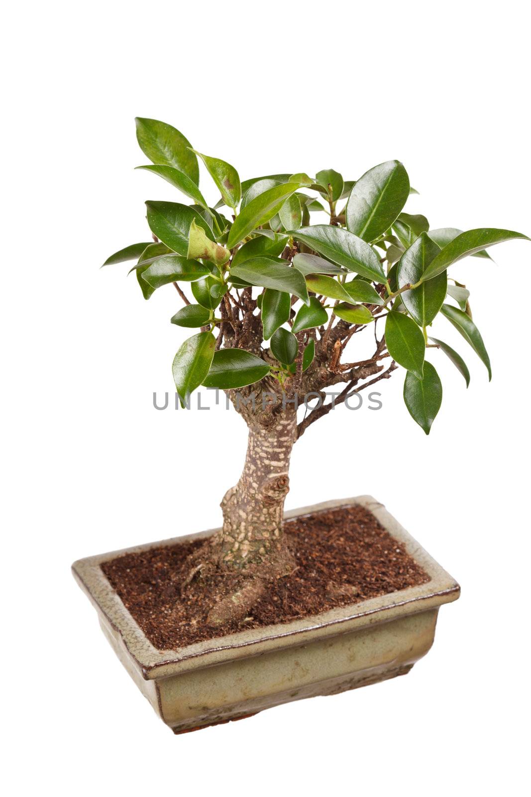 bonsai tree in a pot isolated on white background by shebeko