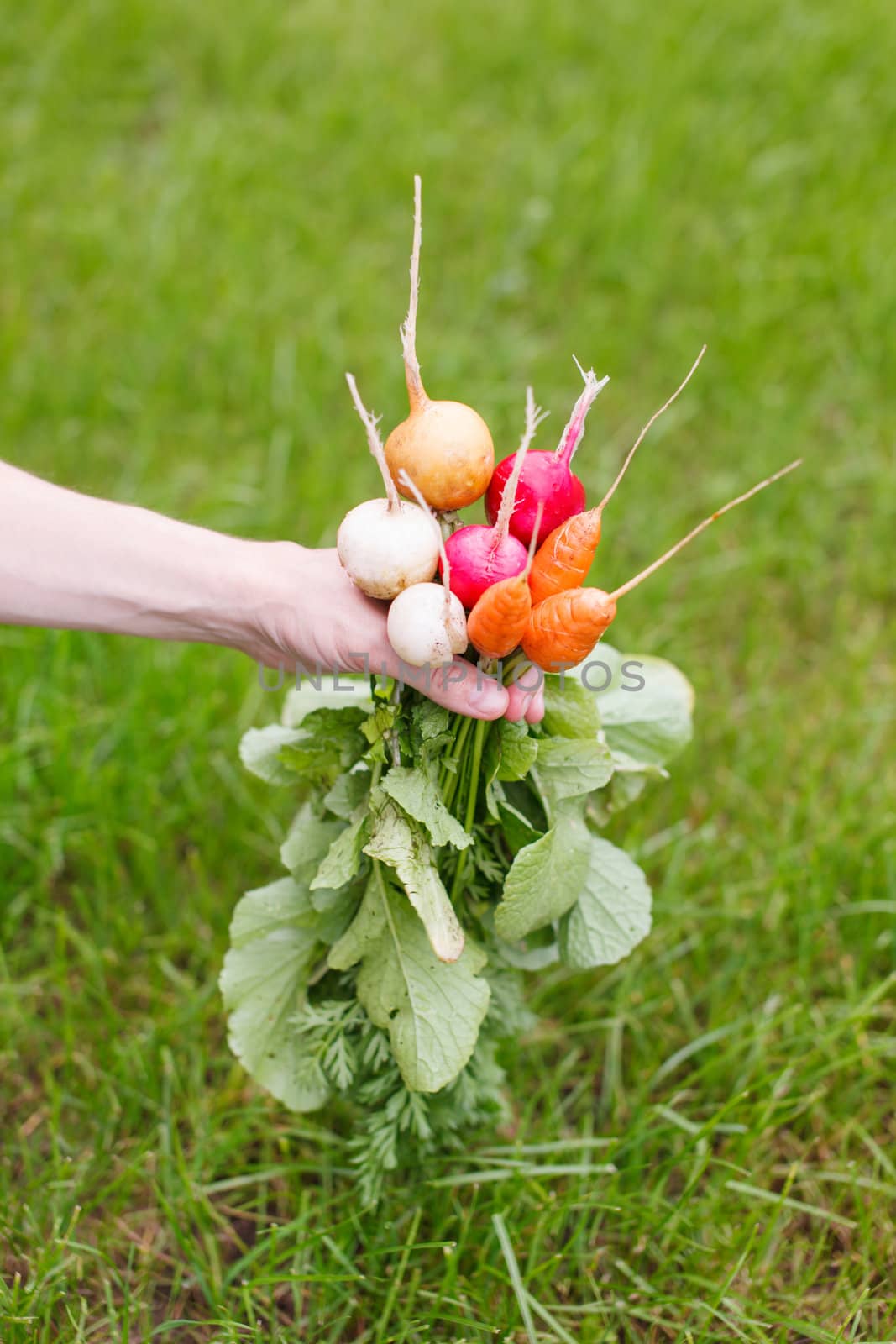 fresh vegetables  by shebeko