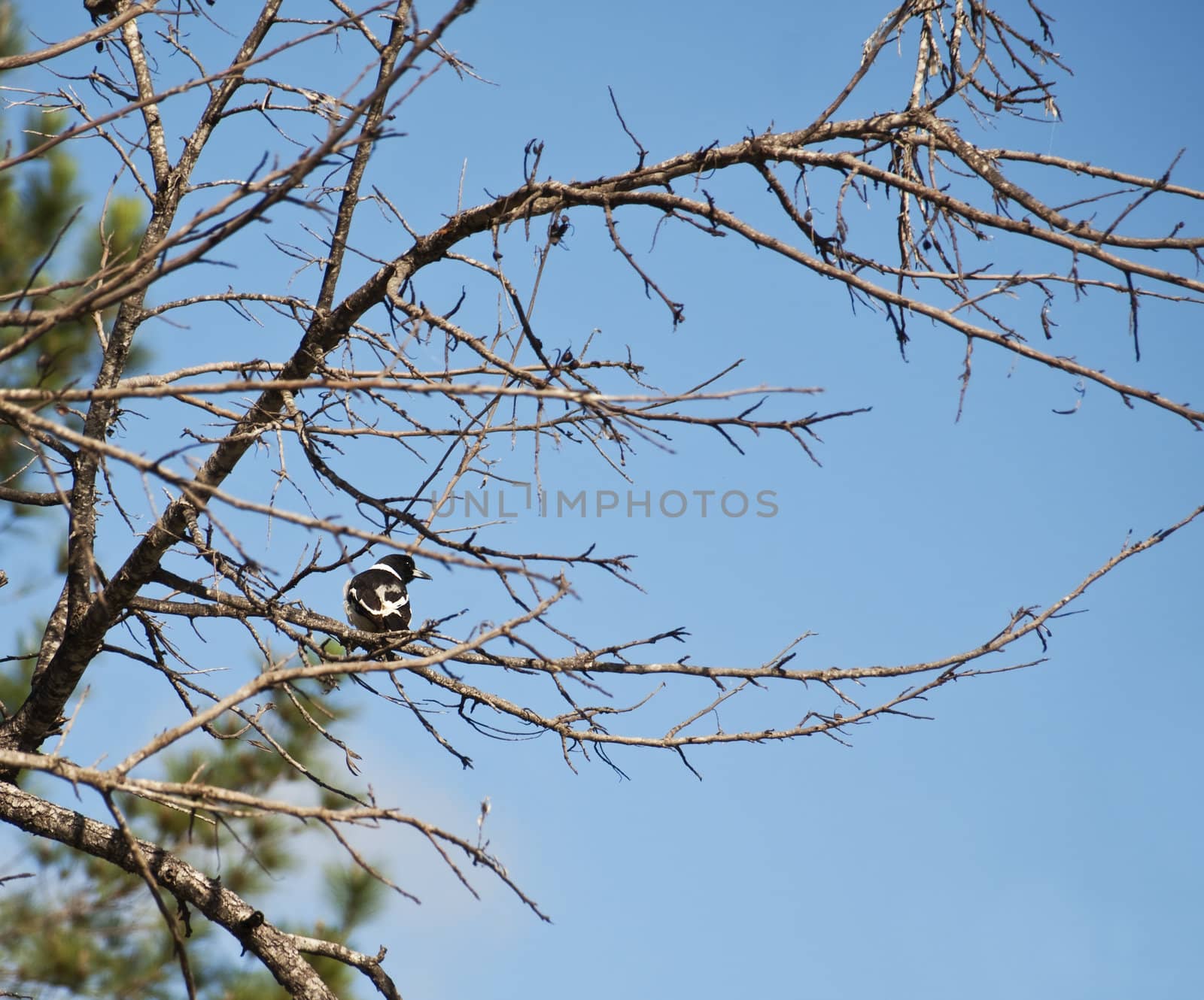 blue sky with dead branch background wallpaper