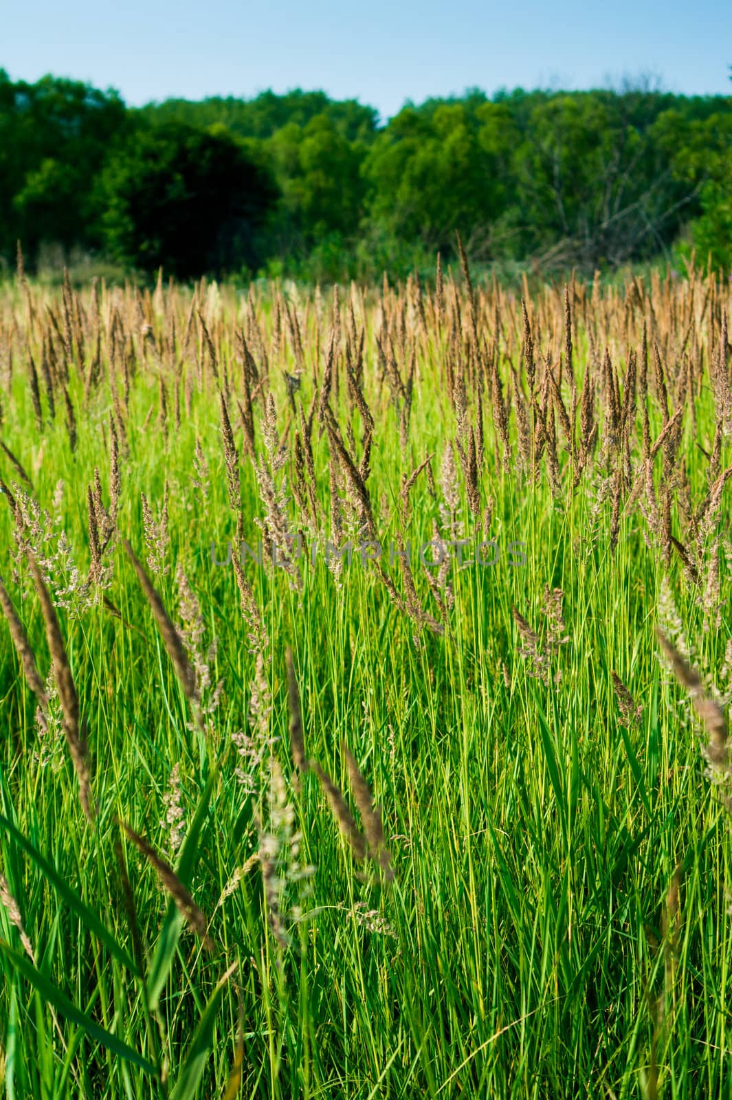 A huge green field of grass. On the horizon is visible edge of the woods, and above it a blue sky.