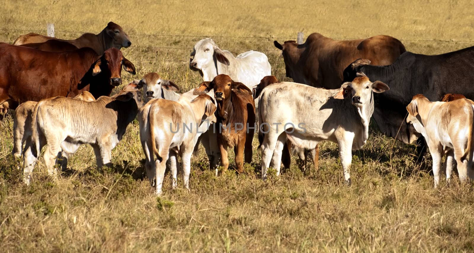 Australian Beef cattle cows with their calves panorama scene