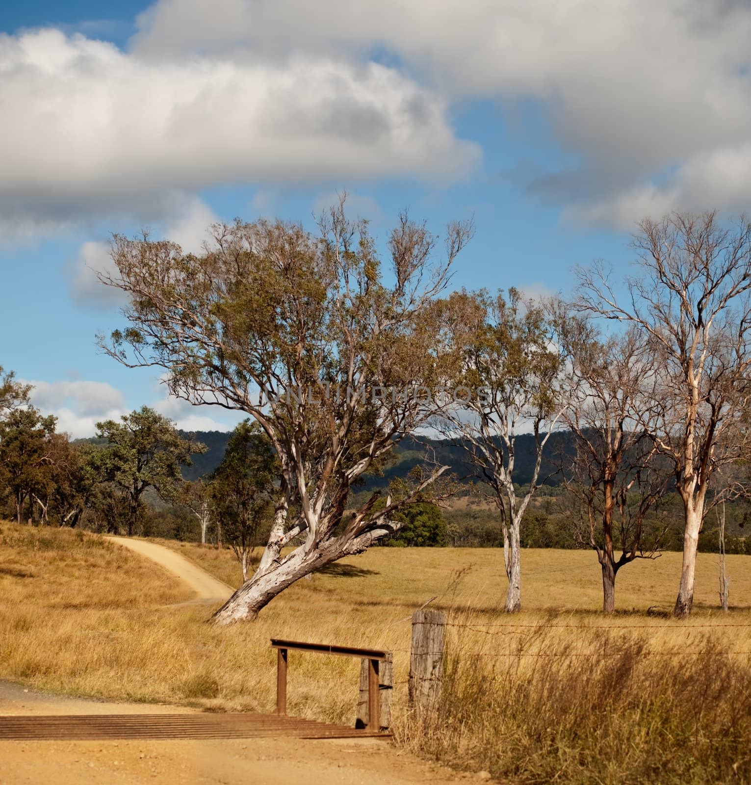 Australian tree landscape