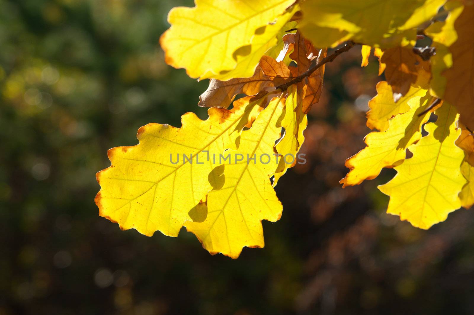 Dry yellow oak leaves at forest