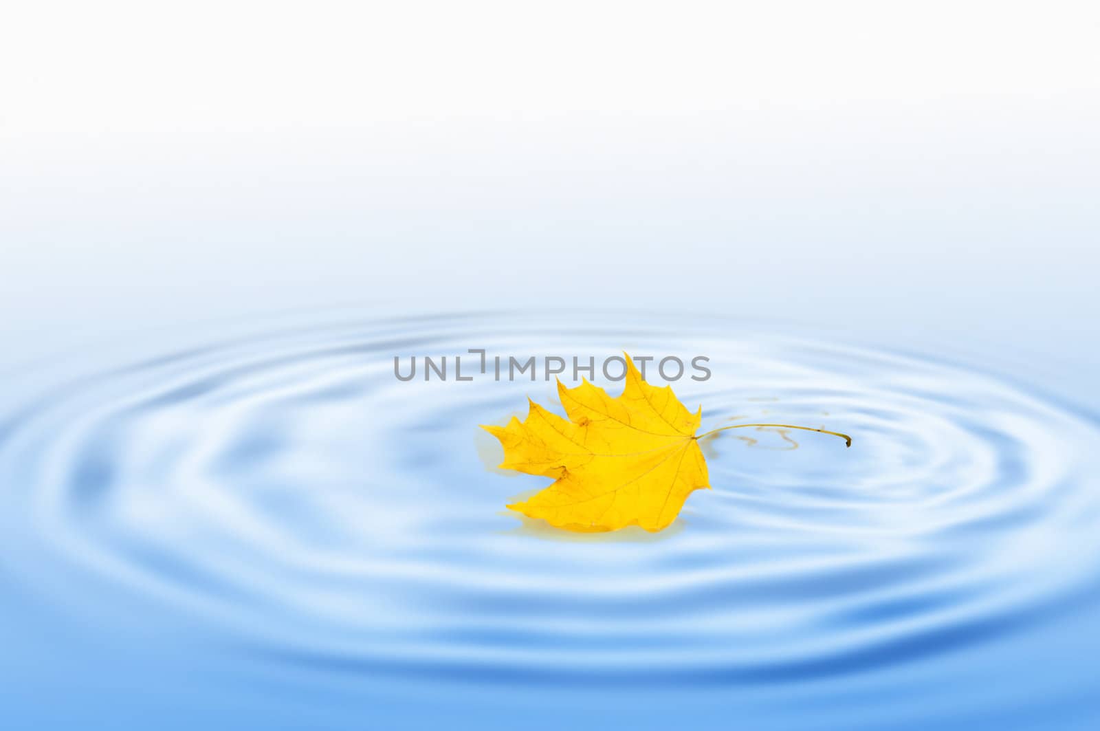 Yellow dry maple leaf on water