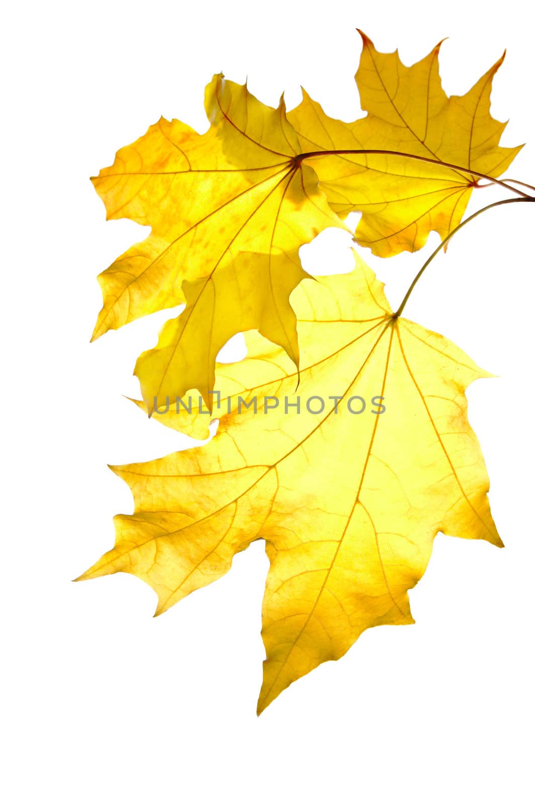 Bunch of yellow maple leaves isolated