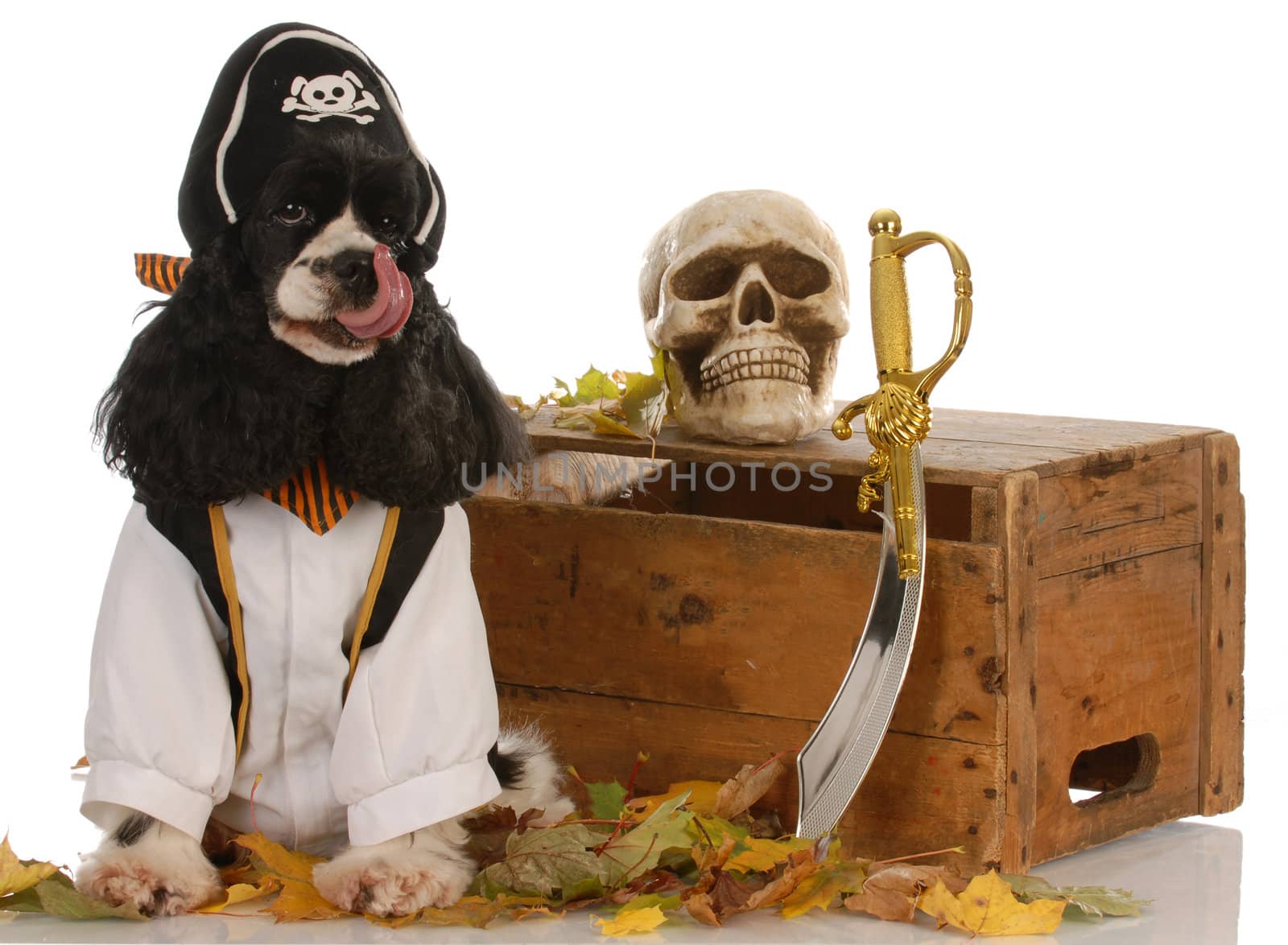 american cocker spaniel dressed up like a pirate