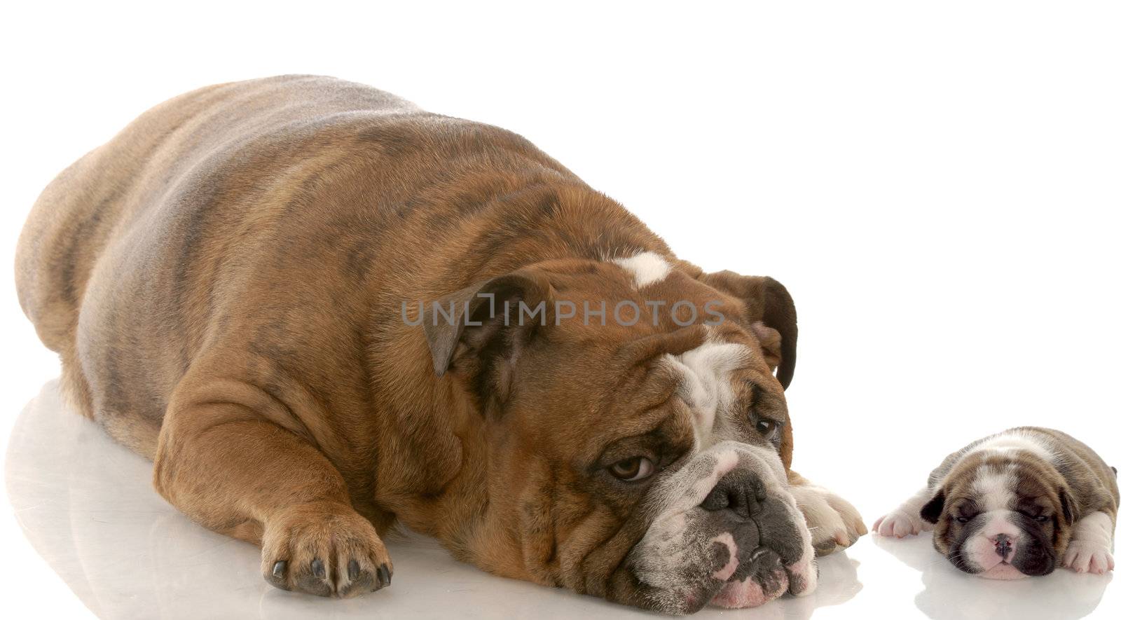 english bulldog mother and three week old puppy with reflection on white background