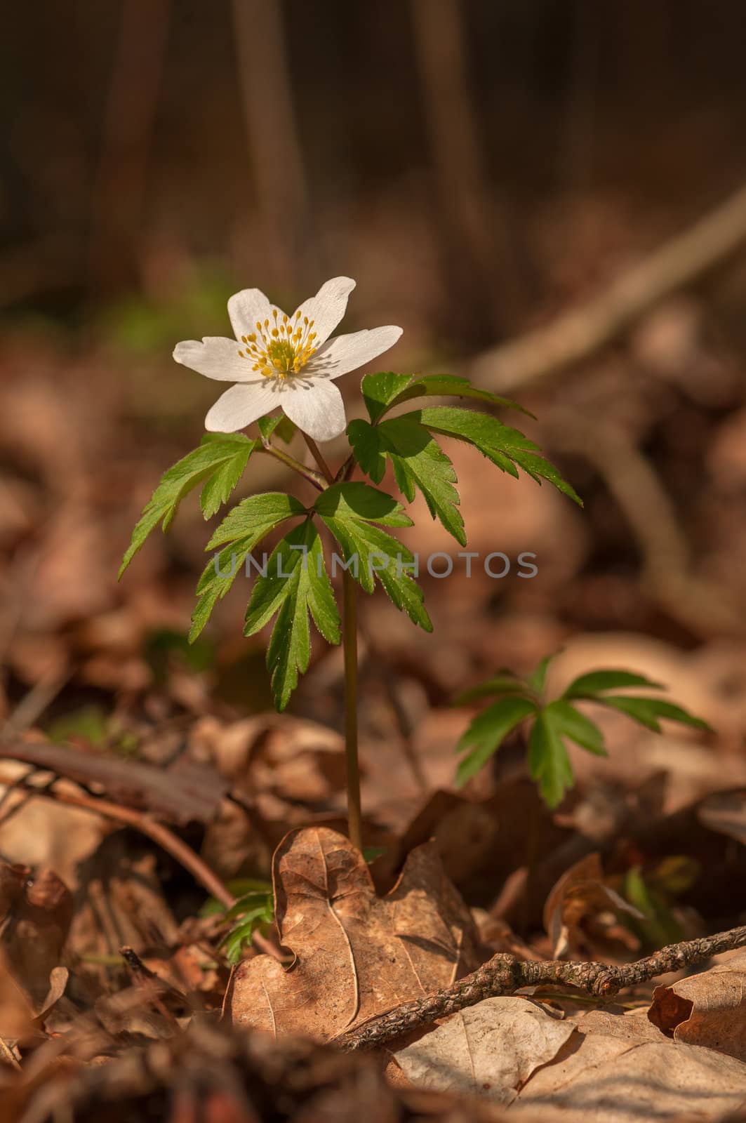 Anemone nemorosa