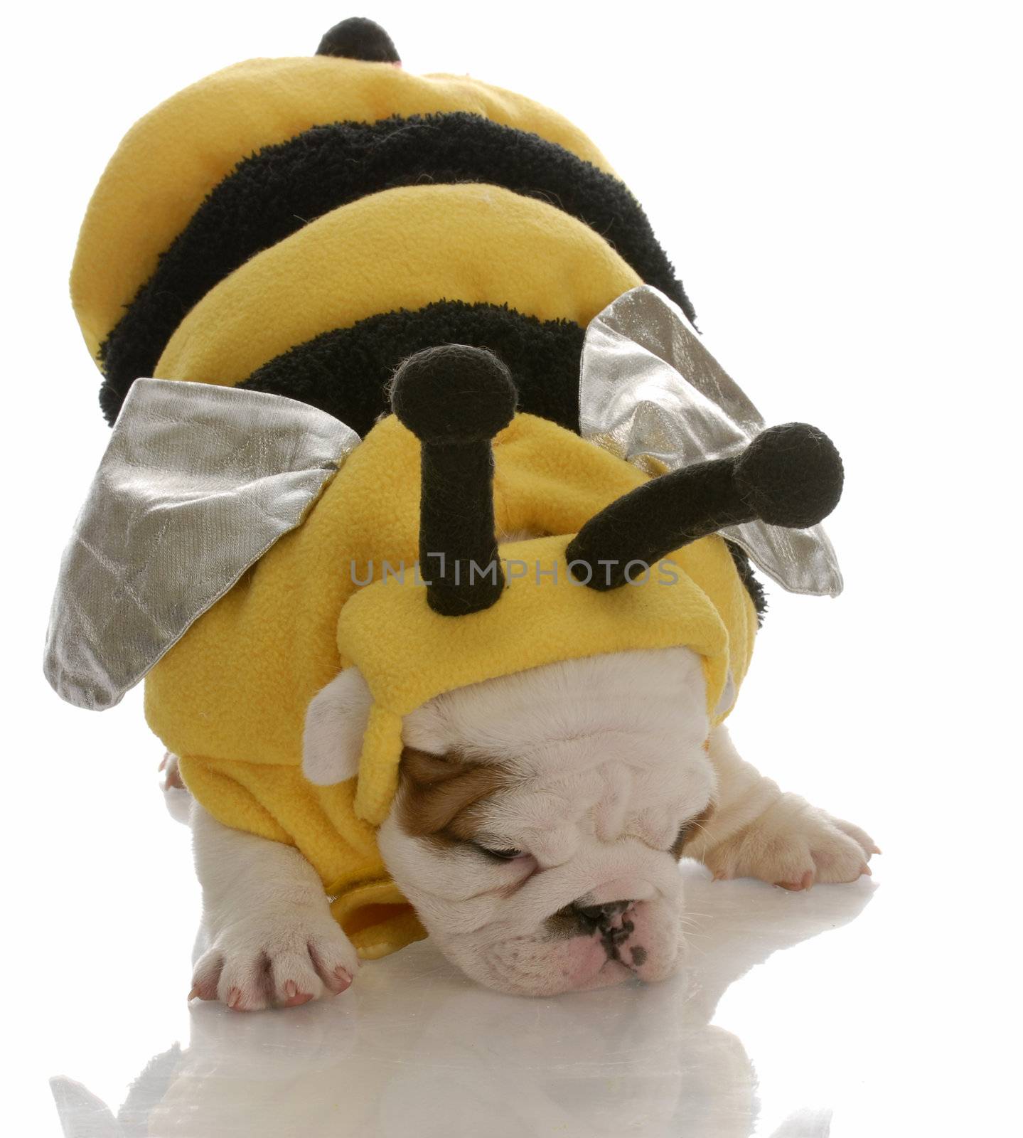 puppy bee by willeecole123