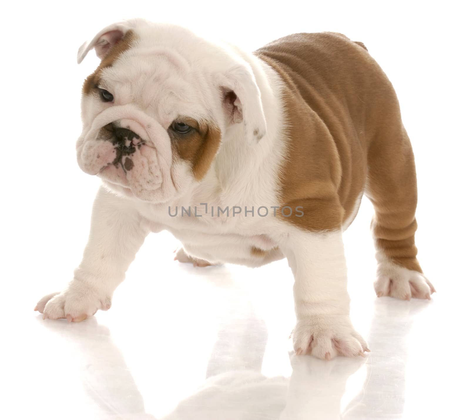 seven week old red and white english bulldog puppy standing with reflection on white background