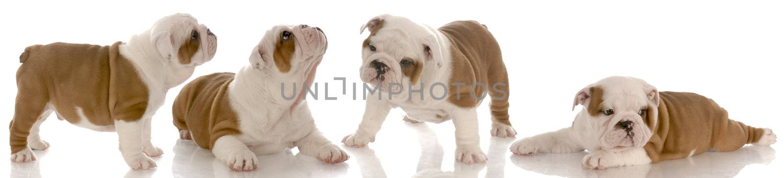 seven week old red and white english bulldog puppy collection