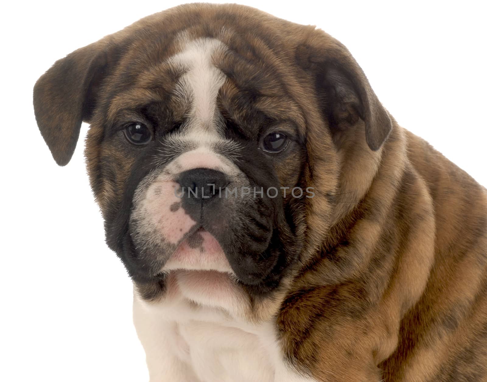 seven week old red brindle and white english bulldog puppy