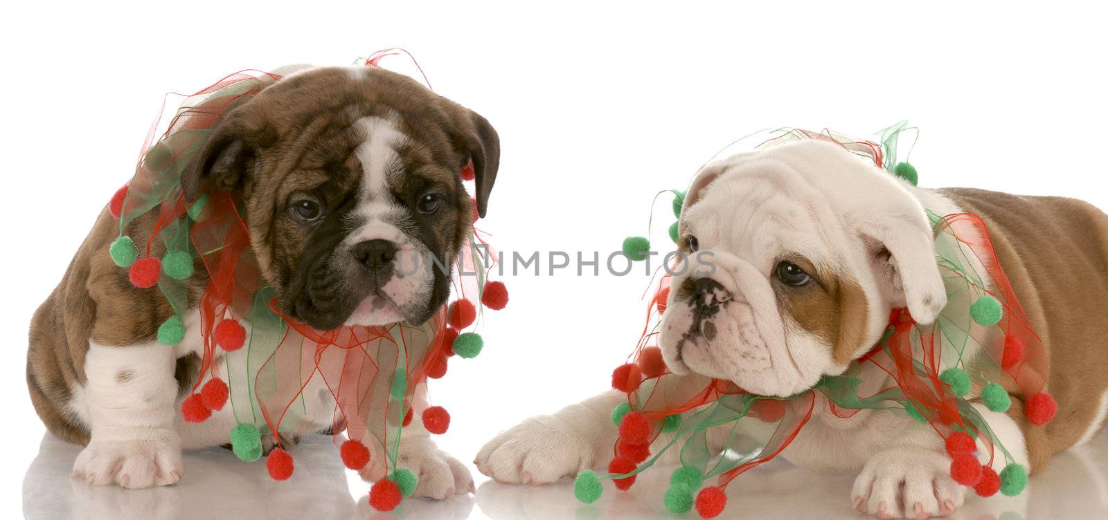 two english bulldog littermates wearing christmas scarves