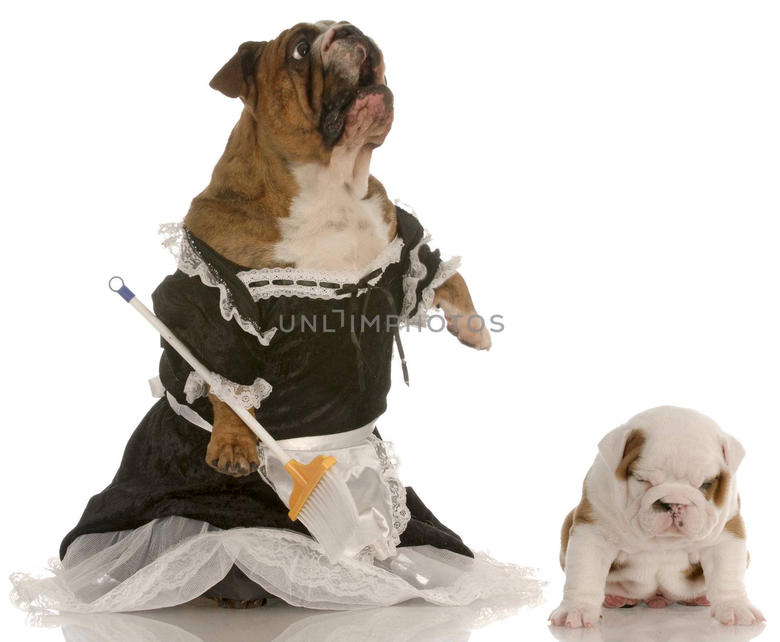 angry mother - english bulldog wearing maid dress standing up sweeping floor beside puppy with smug expression