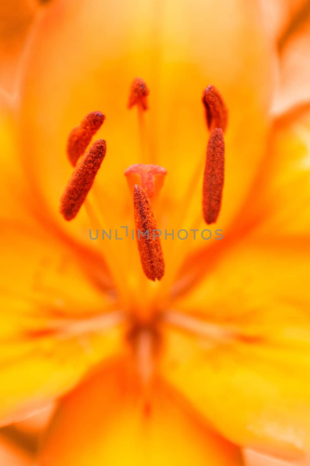 Close up detail of flowering orange lily