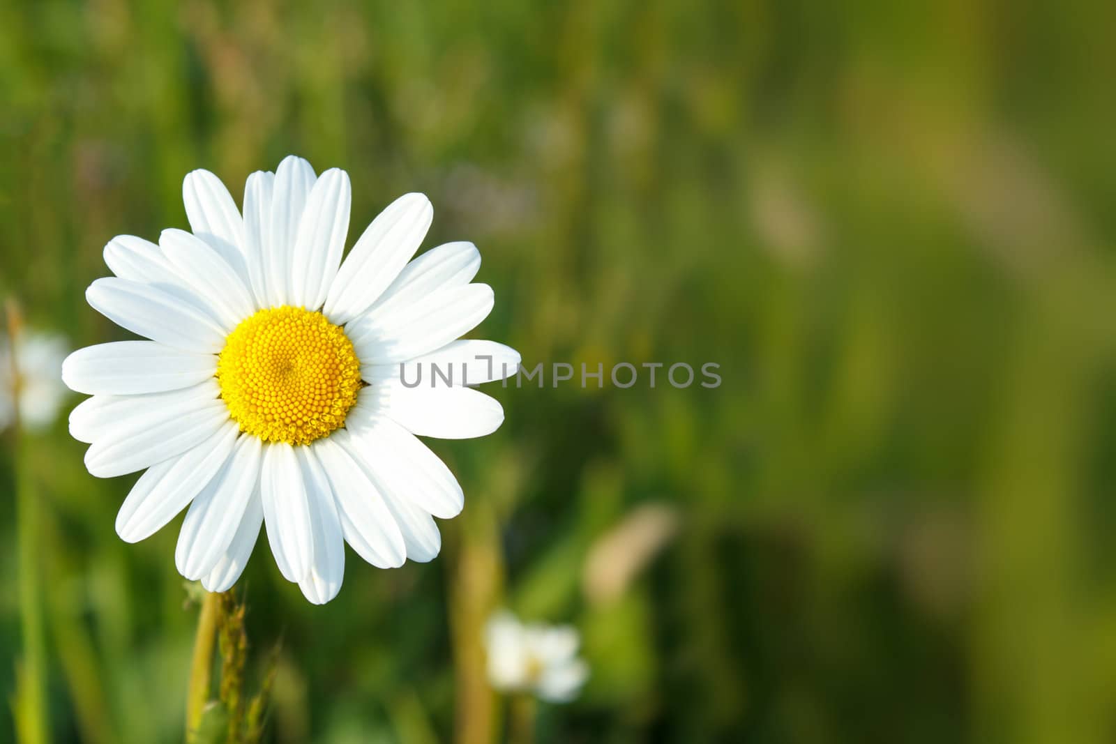 close up of white marguerite flowers with shallow focus