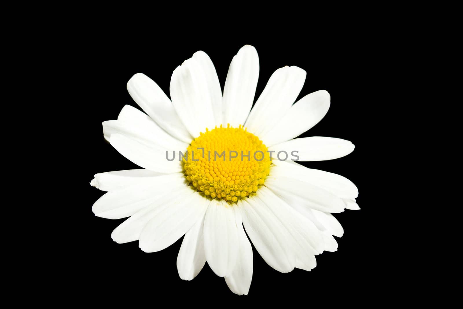 close up of white marguerite flowers on black background