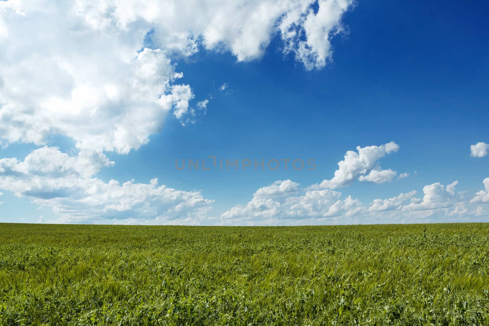Beautiful summer rural landscape with green corn field and blue sky