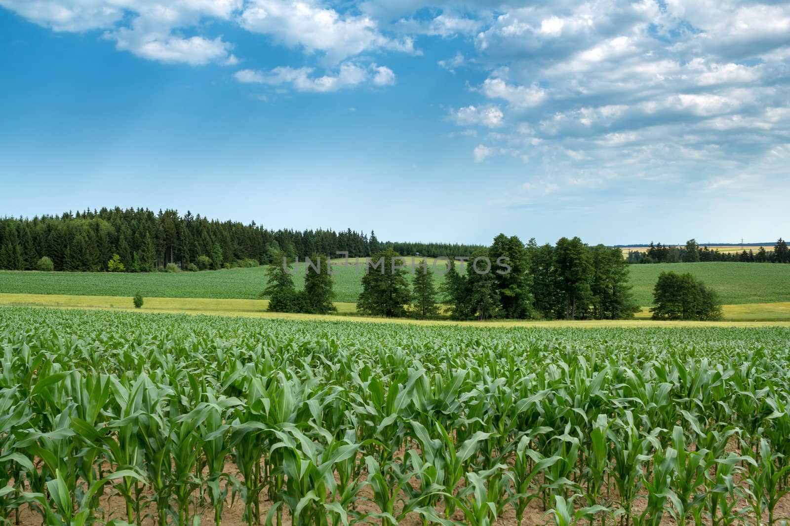 Beautiful summer rural landscape with green corn field and blue sky