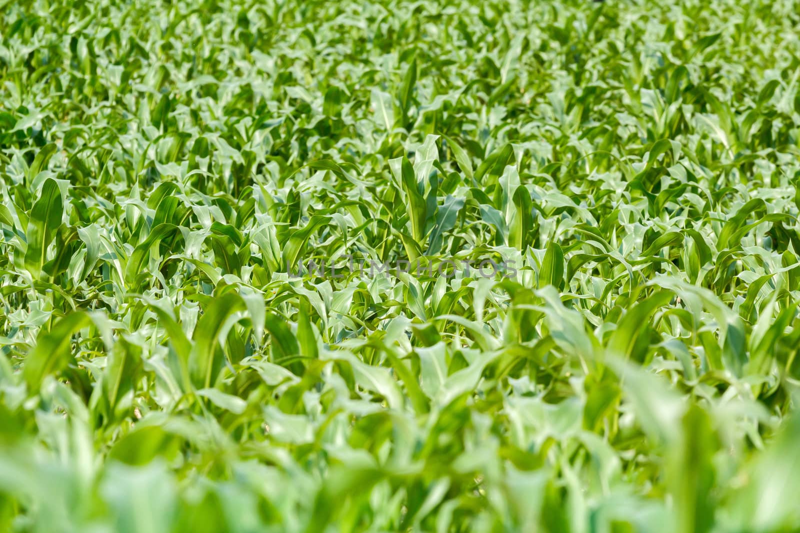 young green corn field with shallow focus