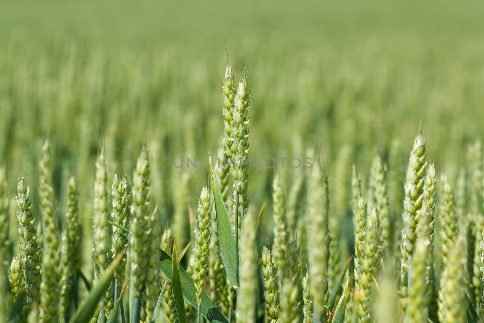 detail of organic green grains in summer time