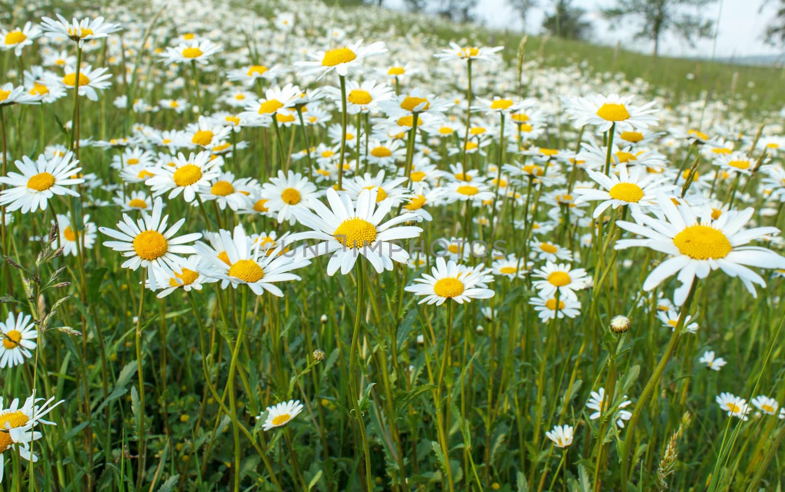 close up of white marguerite flowers in meadow