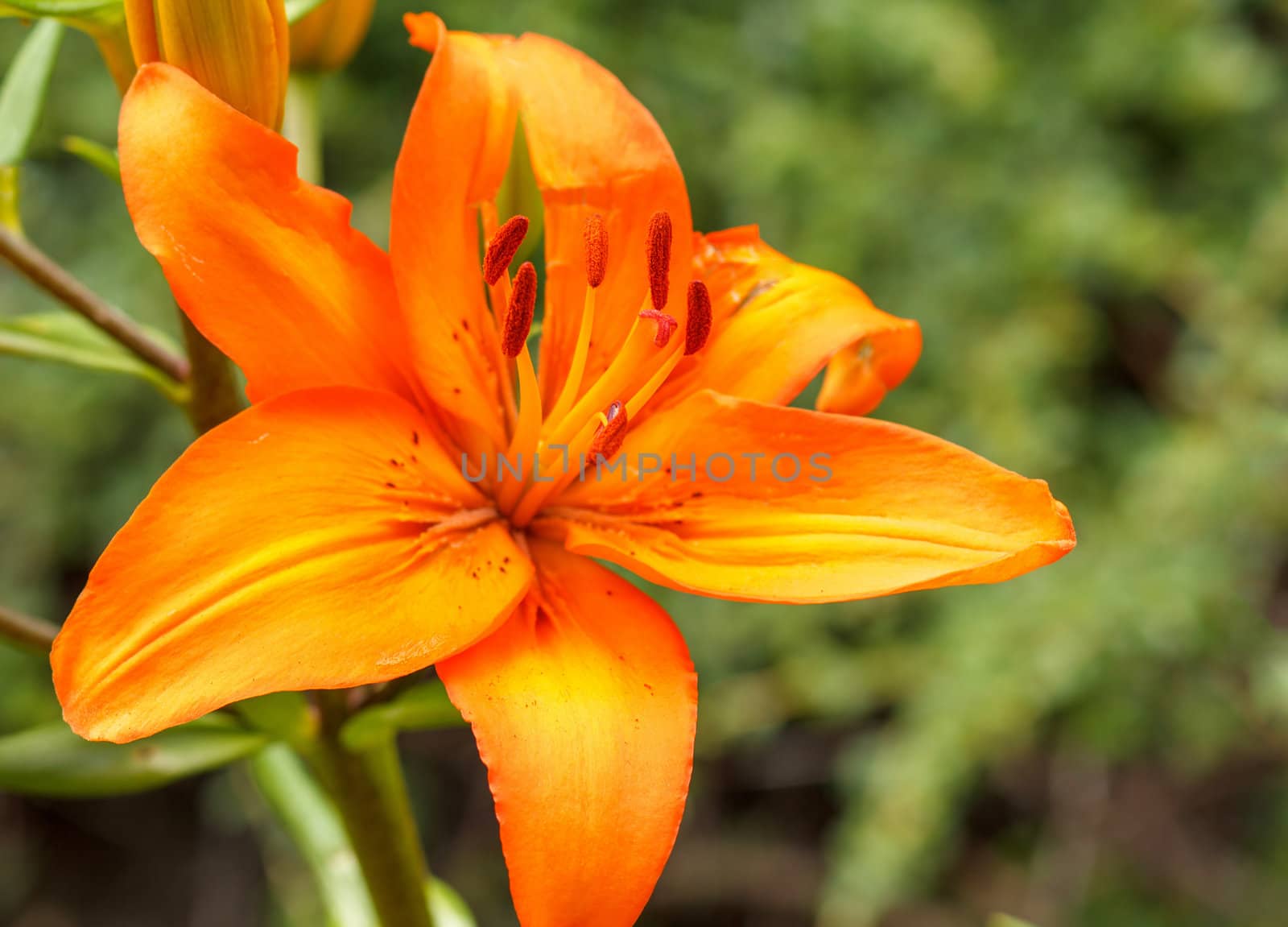 Close up detail of flowering orange lily