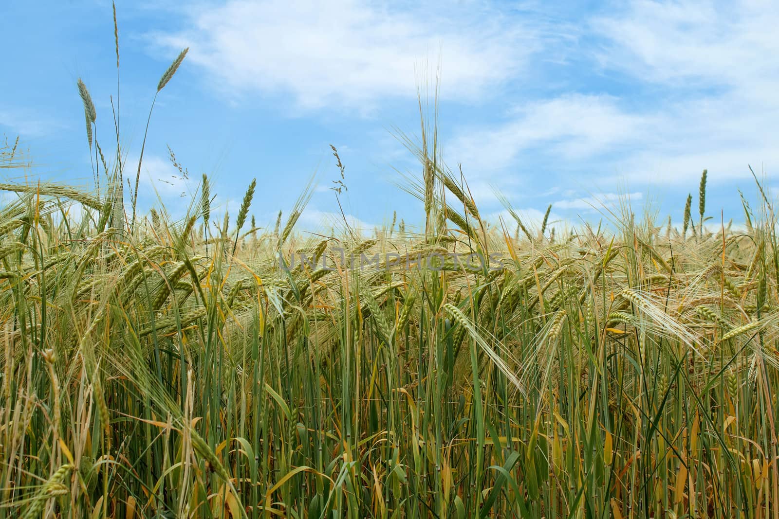 organic green grains field in summer time with blue sky