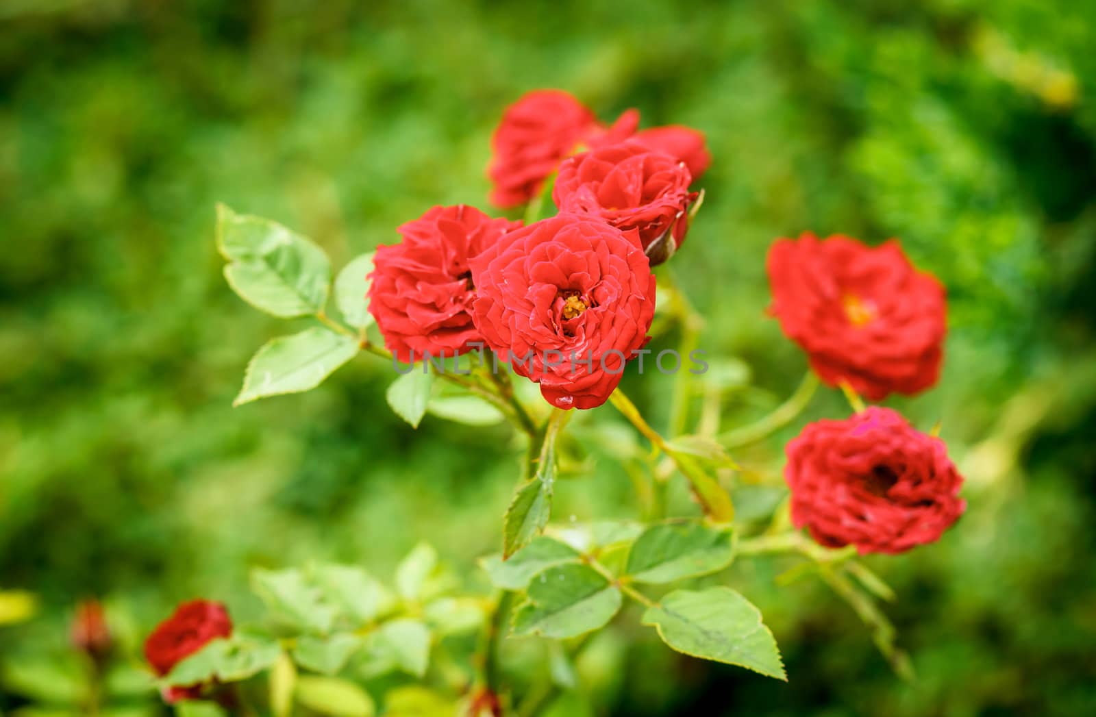 small red roses with blurry green background