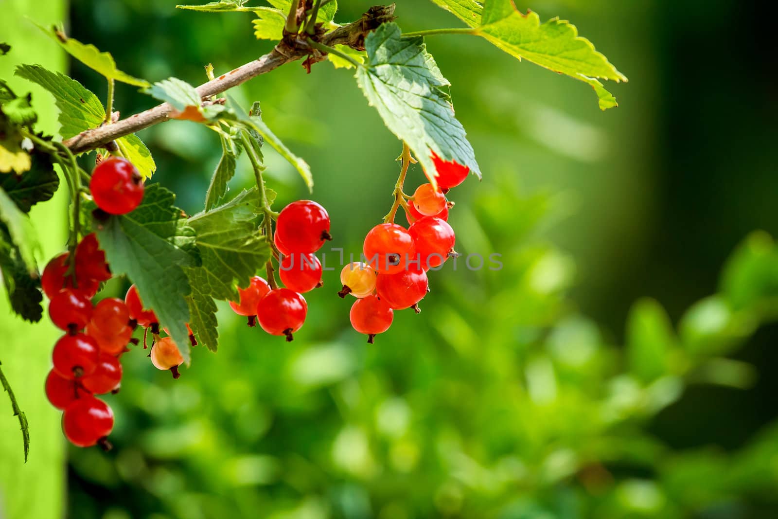 red currants with shallow focus in sunny day