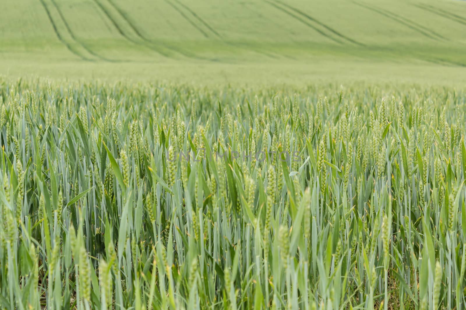 field of organic green grains in summer time