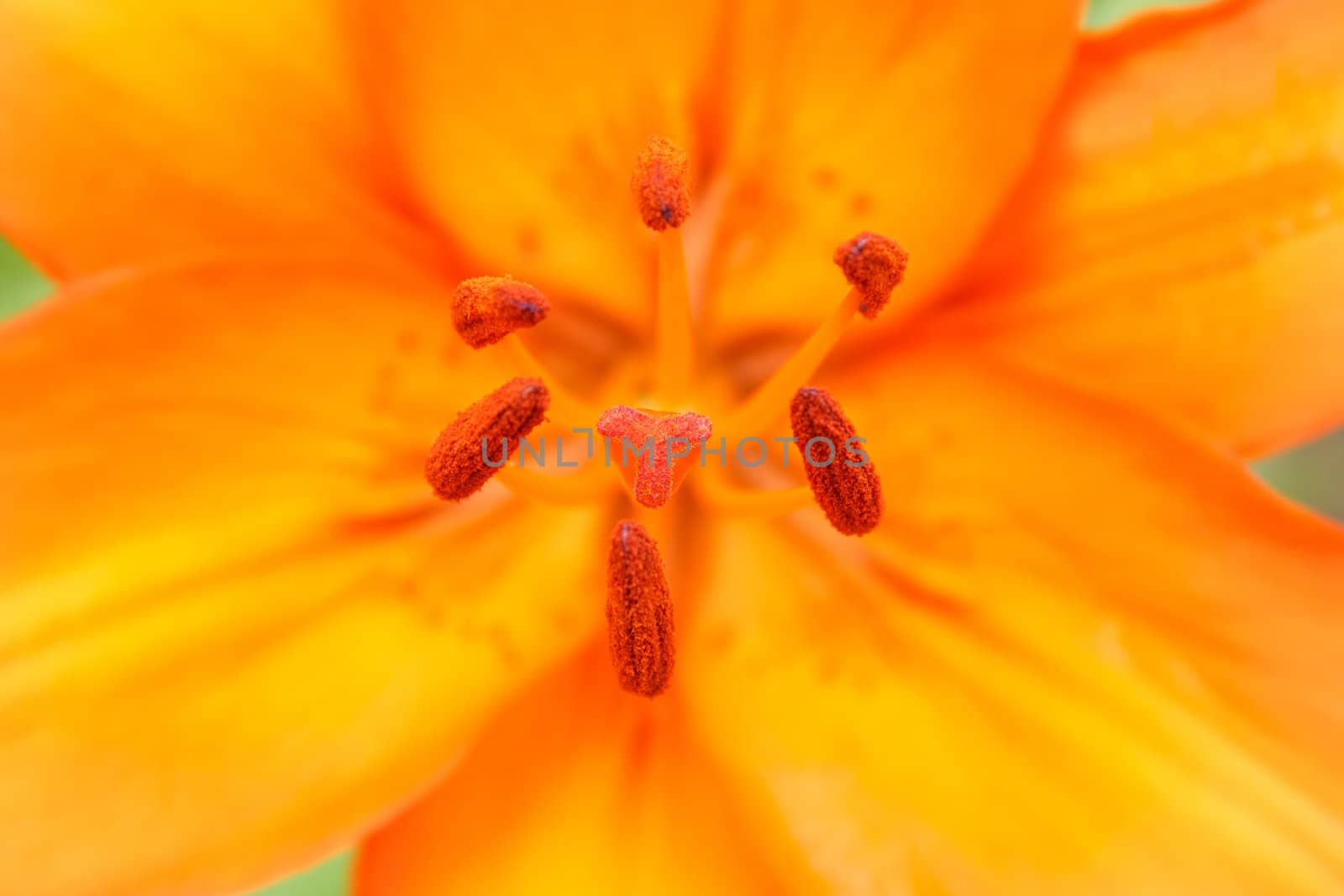 Close up detail of flowering orange lily