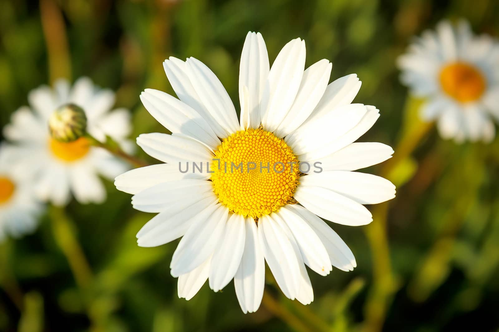 close up of white marguerite flowers with shallow focus