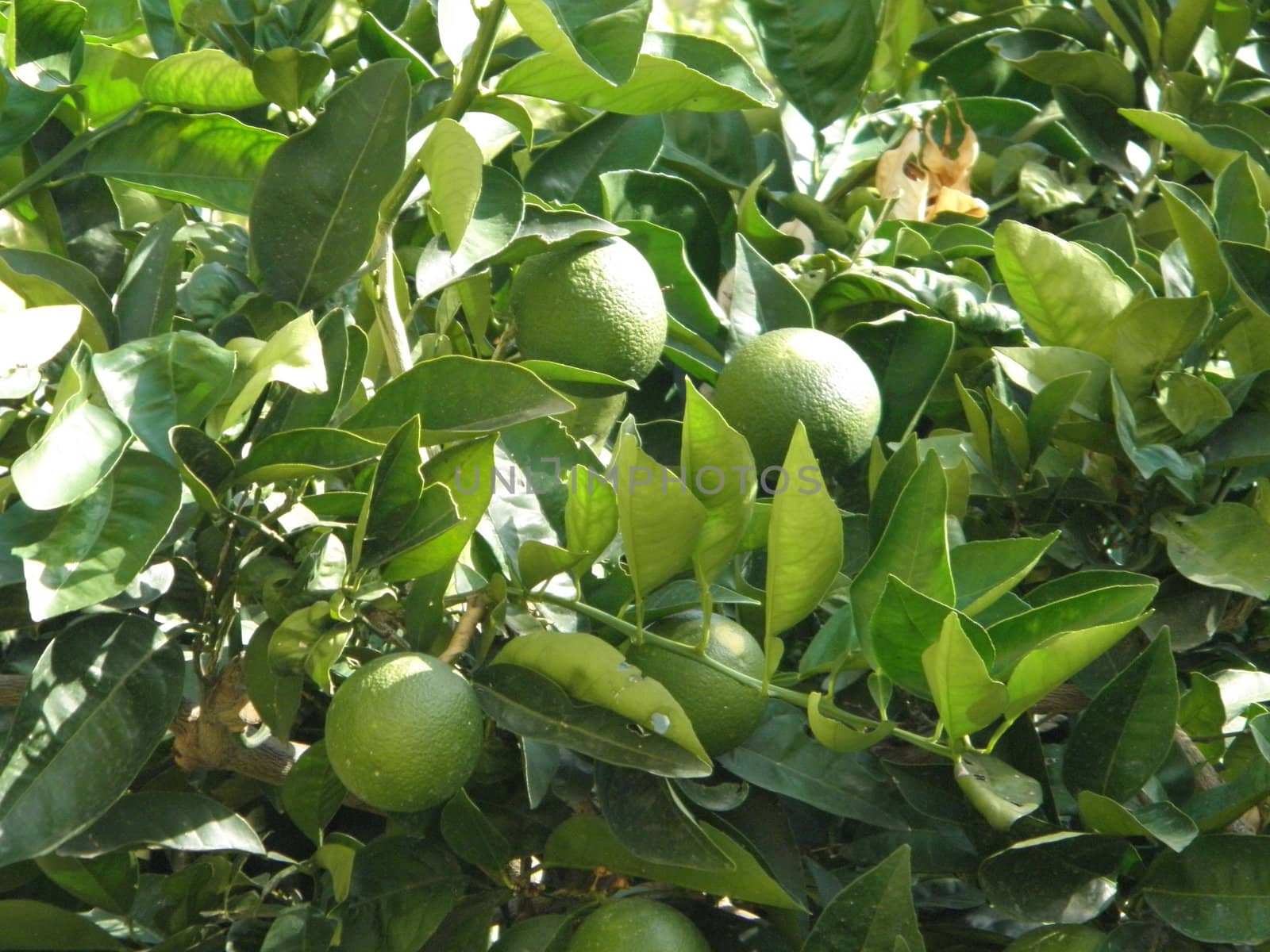 Photo of an orange tree with green leaves and unripe green fruit.