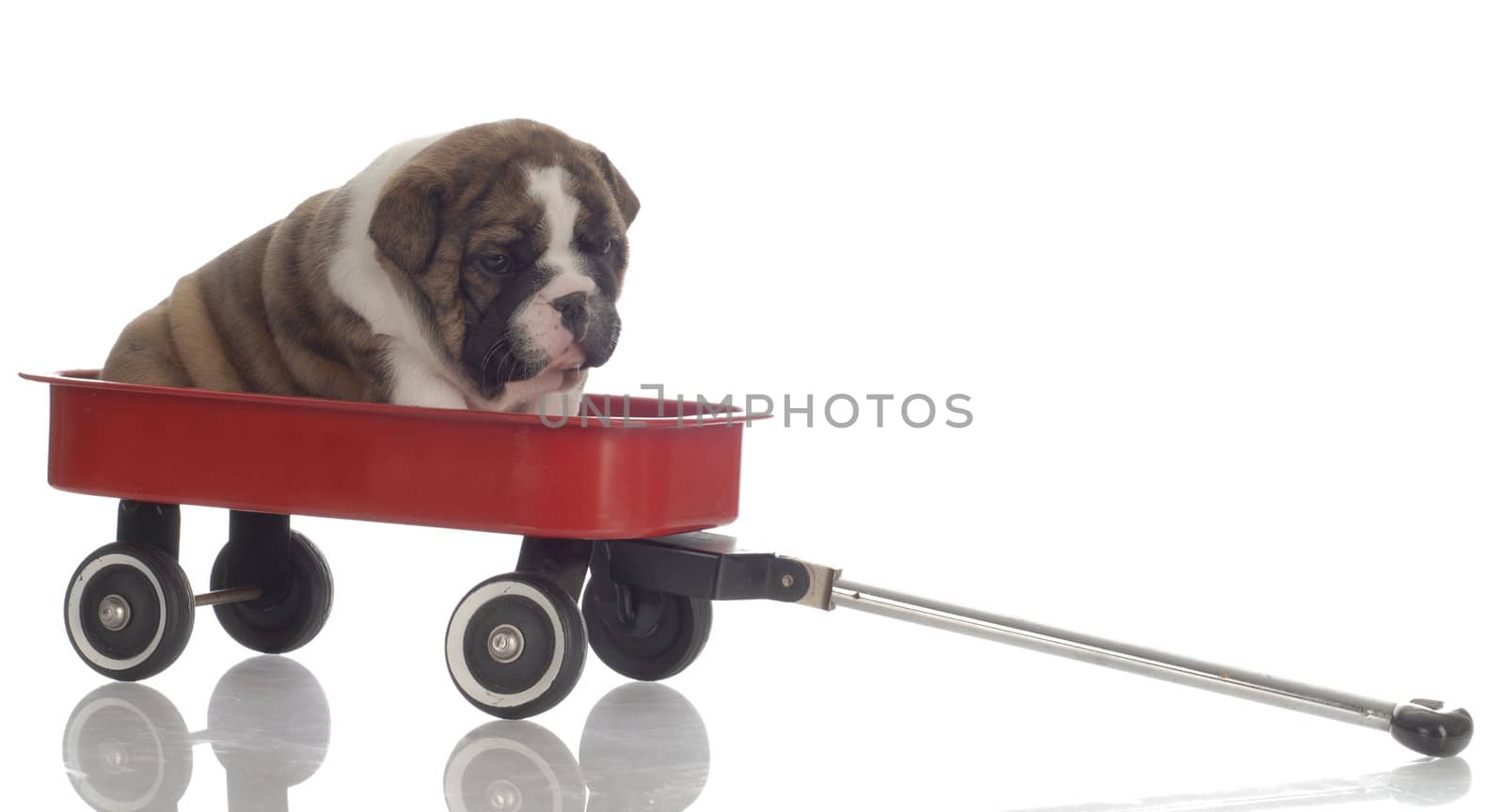 english bulldog puppy sitting in red wagon - 4 weeks old
