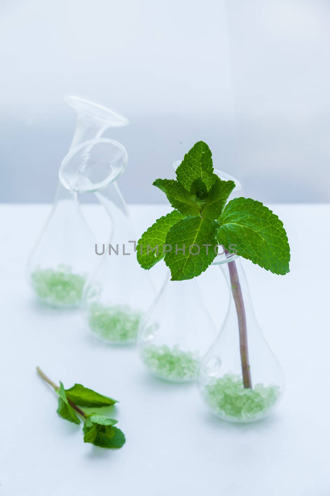 set of green mint leaves in the glass vase on white background