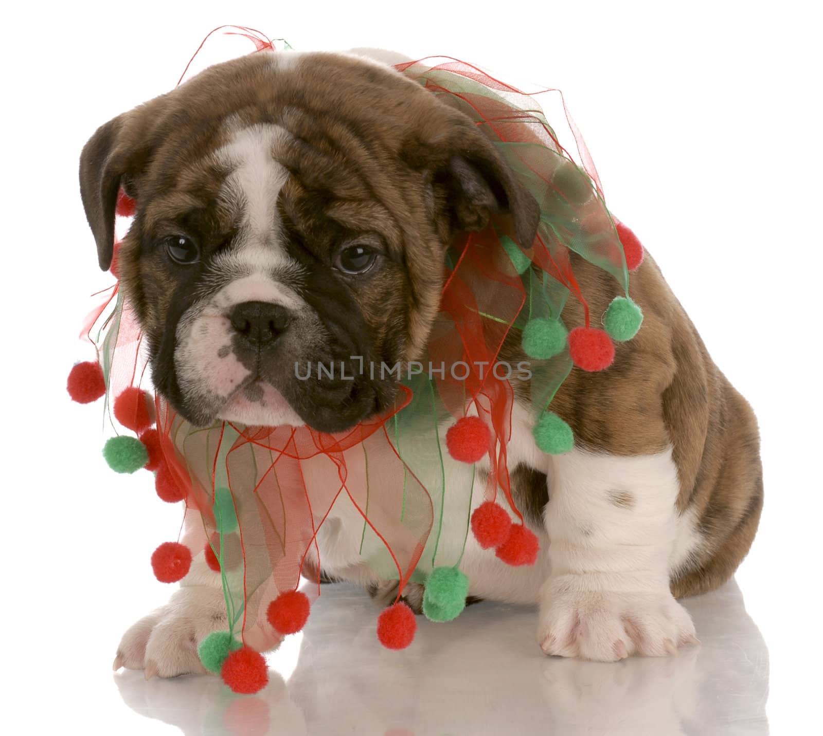 red brindle puppy wearing christmas scarf with reflection on white background