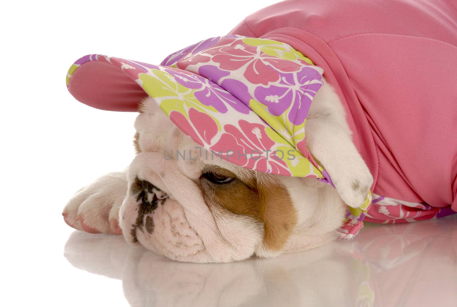 seven week old english bulldog puppy dressed up in pink hat and sweater