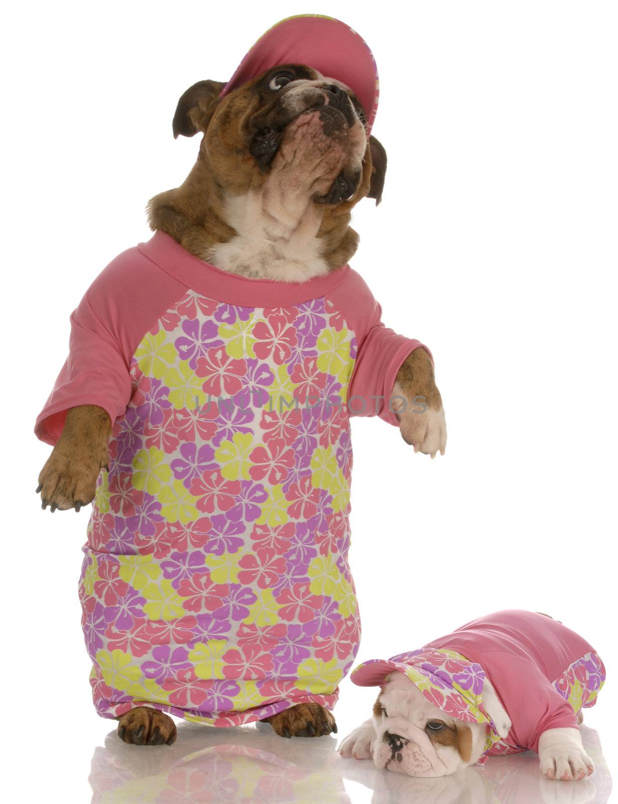 english bulldog mother and daughter wearing matching outfits