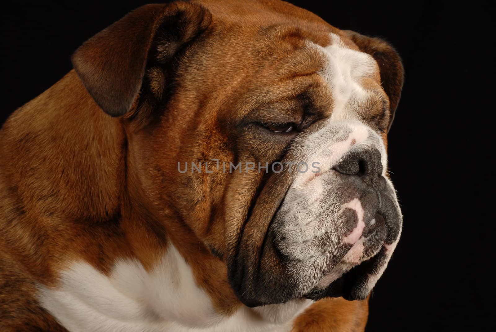 red brindle english bulldog with sad looking expression on black background