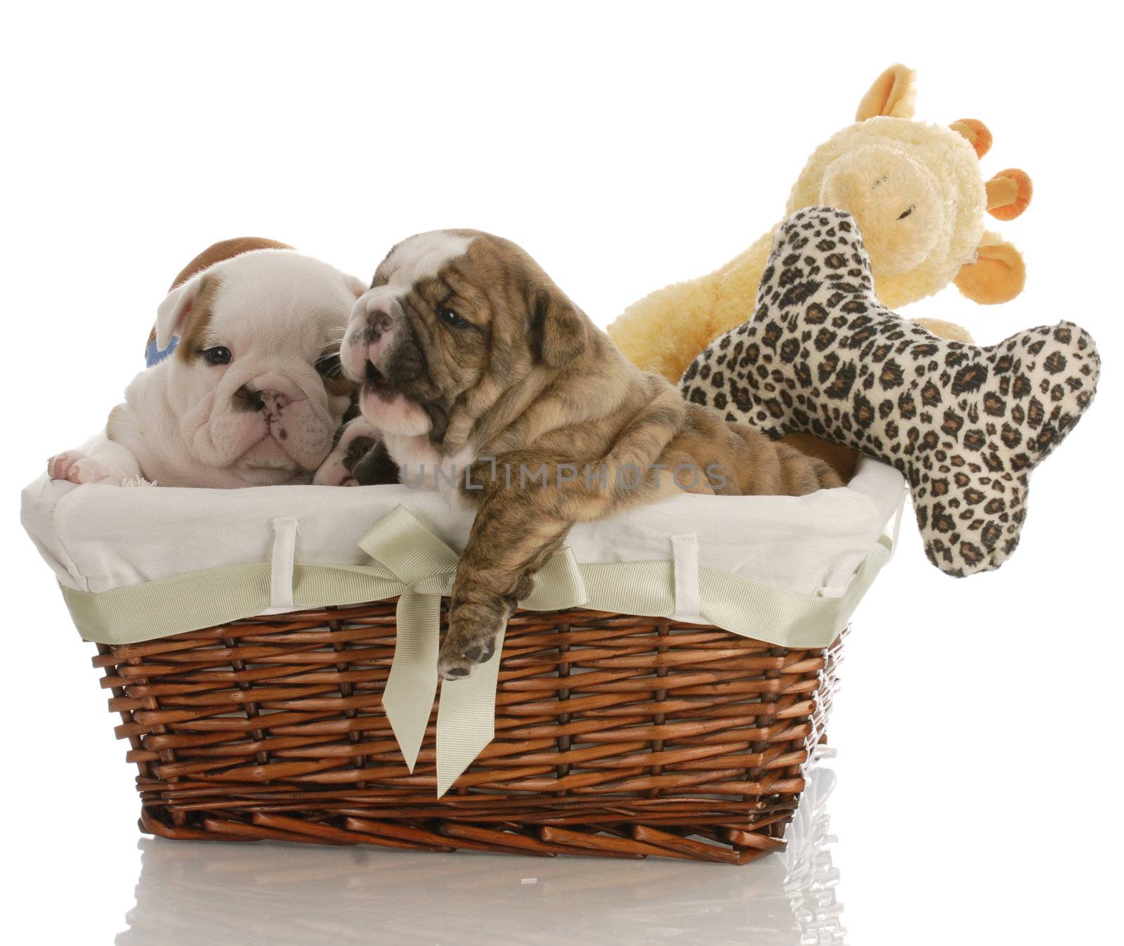 four week old english bulldog puppies in a wicker basket with stuffed toys 


